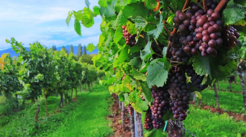 Découvrir la Vallée du Rhône et ses nombreux domaines viticoles.
