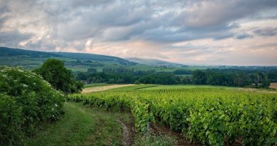 L'industrie du vin se développe en Belgique
