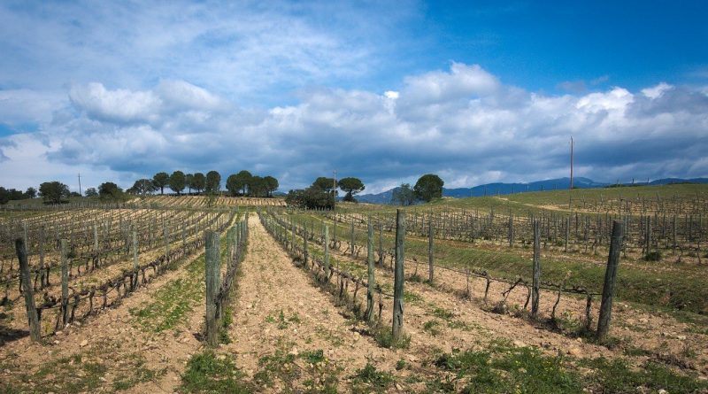 Le tourisme viticole en Catalogne