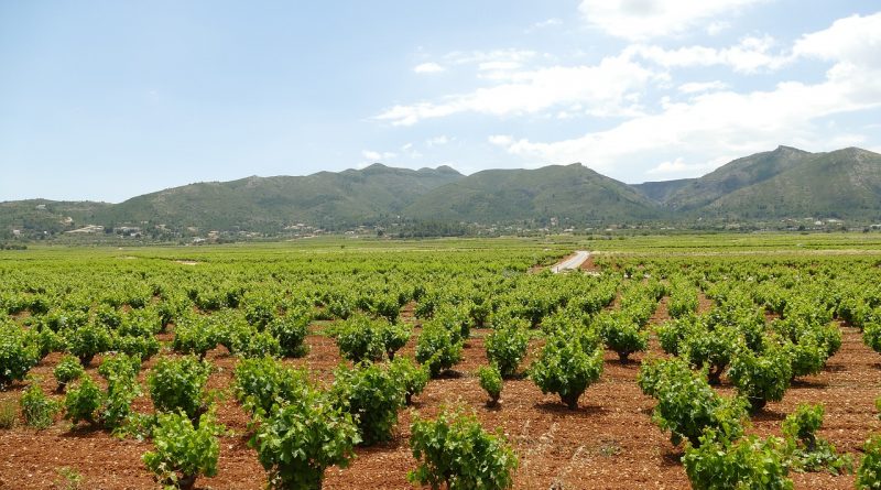 Vignoble en Espagne