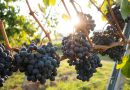 La production de vin en Bretagne