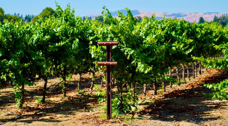 Des paysages du vignoble