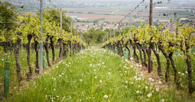 Les terroirs par les marques