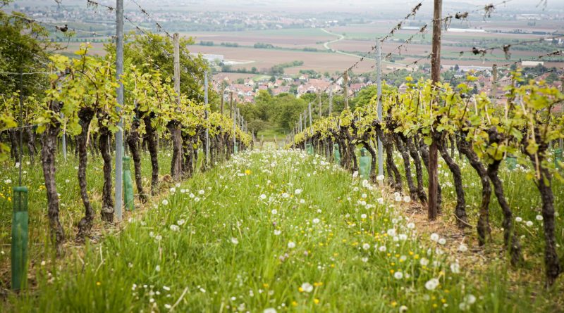 Les terroirs par les marques