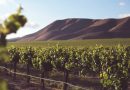 Le vignoble vaudois