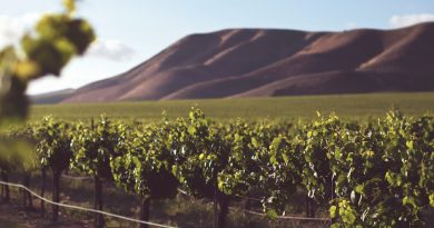 Le vignoble vaudois