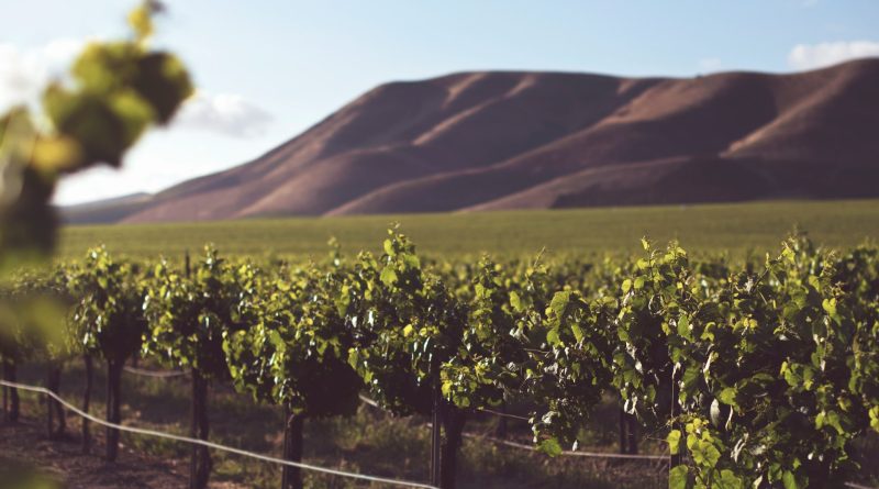 Le vignoble vaudois