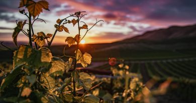 La viticulture regénératrice