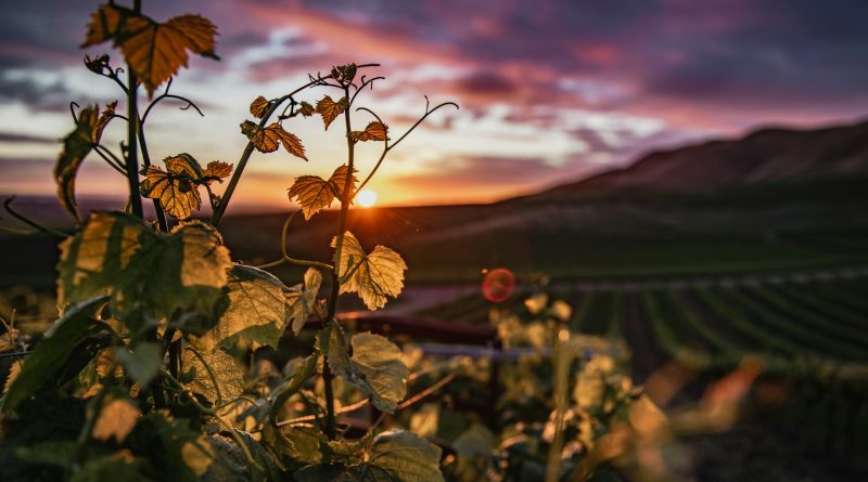 La viticulture regénératrice