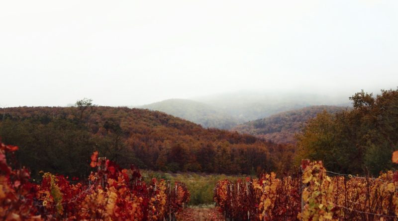 Les vignobles à Croatie